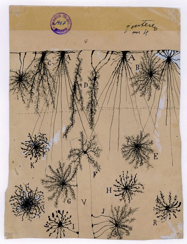 Santiago Ramón y Cajal, Glial cells of the cerebral cortex of a child, 1904, ink and pencil on paper, 7 3/4 x 5 7/8 in. Courtesy of Instituto Cajal (CSIC).