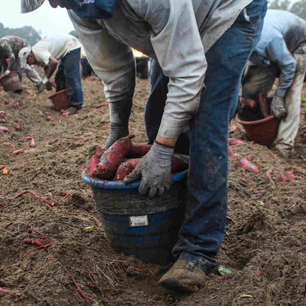 A farmworker harvests sweet potatoes. North Carolina has the sixth highest farm worker population in the country