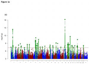 This “Manhattan plot” shows the locations of the 44 major depression loci on the human genome. The vertical axis shows statistical significance. The higher the more significant. Everything shown above the red horizontal line is statistically significant.