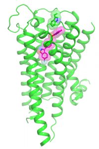 This illustration shows the dopamine 2 receptor bound to the antipsychotic drug risperidone (purple). Courtesy of the Roth Lab