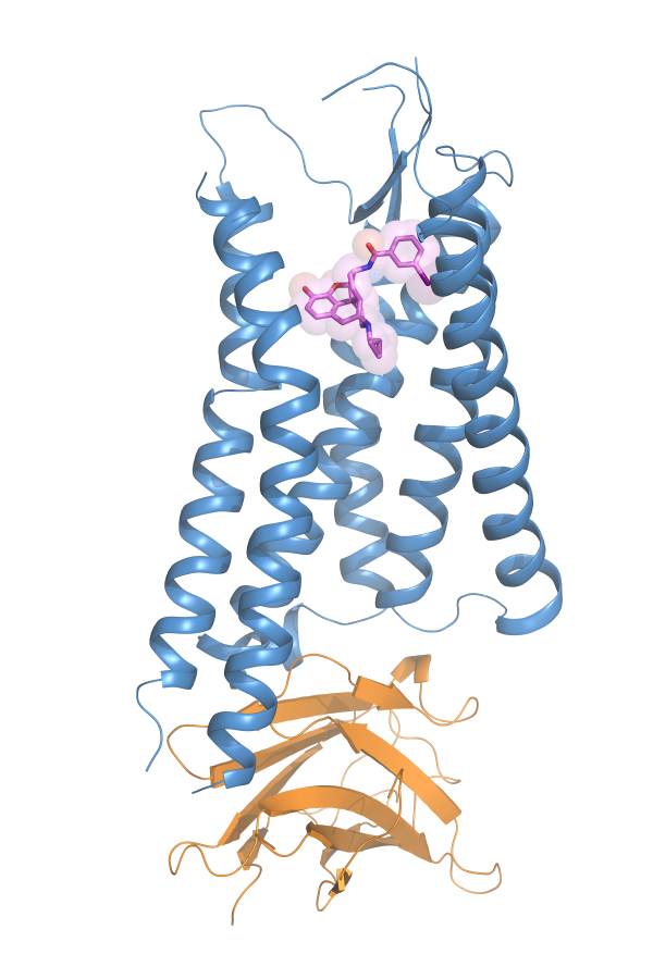 This is an illustration of the active state kappa opioid receptor bound to a morphine derivative (purple). (Credit: Che and Wacker, Roth Lab)