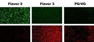 Human cells exposed to two kinds of e-cig flavored vapor and PG-VG non-flavored vapor. Green indicates live cells; red indicates dead cells. (Tarran Lab)