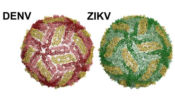 Dengue virus particle on the left. Zika on the right.