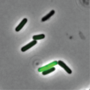 New Research Shows That Bacteria Get 